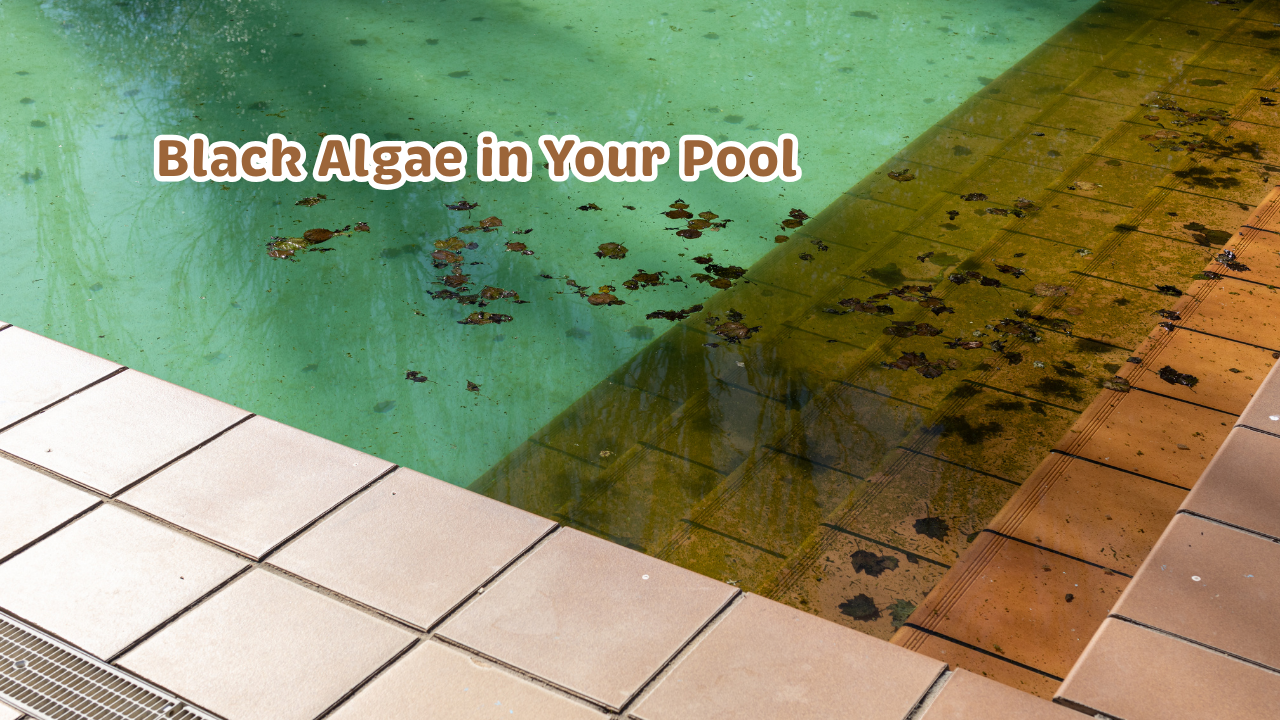 Black Algae in Your Pool: Why It Keeps Coming Back and How to Remove It